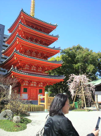 福岡の桜