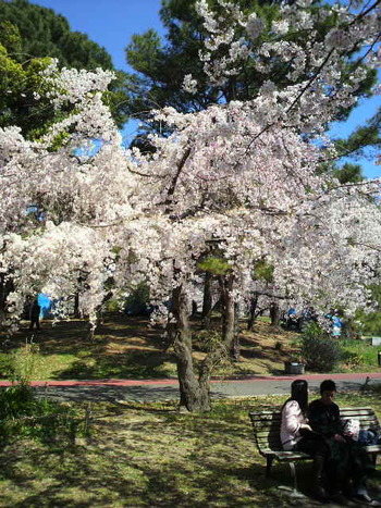 福岡の桜