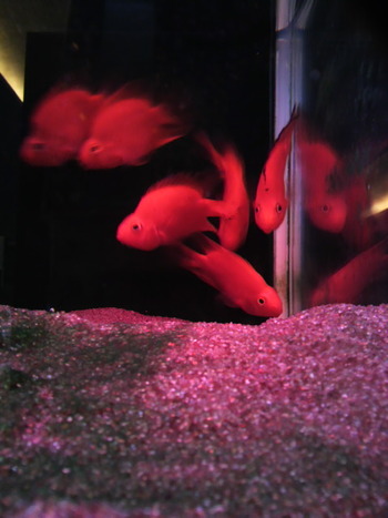 熱帯魚もいい