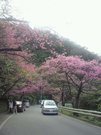 ピンク色の八重岳