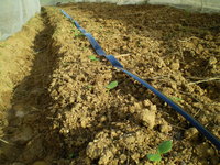 カボチャの苗植え 2009/11/25 22:42:12