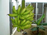 バナナ 2009/12/09 22:45:09