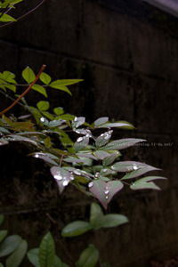 2009.3.20　南天の枝