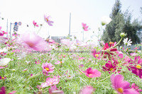 2009.5.3　コスモス畑@豊崎