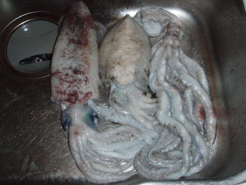 軟体生物3種