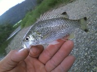 高活性な日曜日 2011/10/11 23:56:56