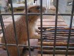 ミニミニ動物園