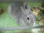 ミニミニ動物園