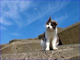 猫と空