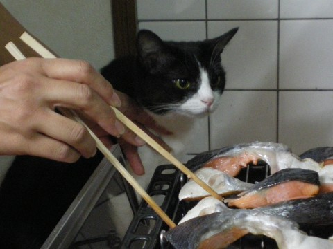 焼き魚。。。