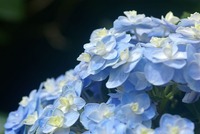 紫陽花 2011/06/03 21:16:34