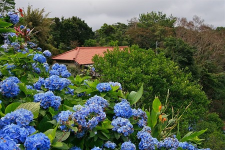紫陽花