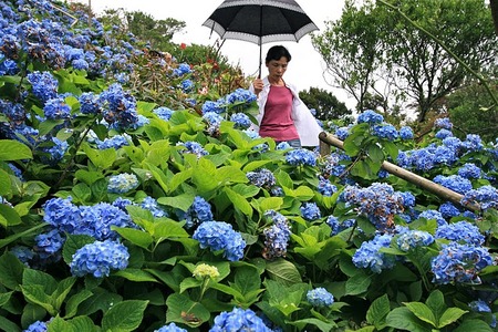 紫陽花