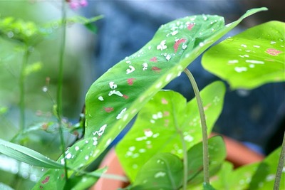 梅雨花②