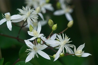 梅雨花②