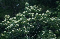 梅雨花たち 2011/05/05 09:46:29