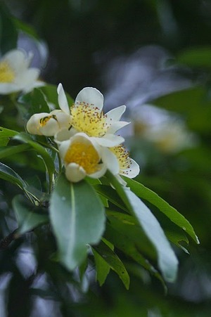 梅雨花たち
