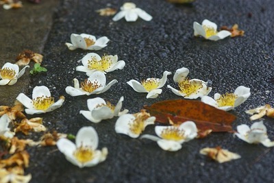梅雨花たち