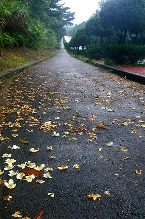 梅雨花たち