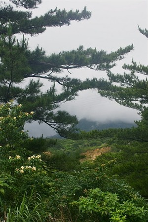 梅雨花②