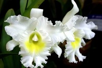 琉球ゴルフ倶楽部 2011/02/21 09:19:36