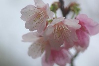 今日まで 2011/01/30 05:18:14
