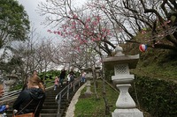 今日からサクラ祭り 2011/01/29 19:10:28