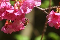 名護サクラ祭り 2011/01/29 08:05:19