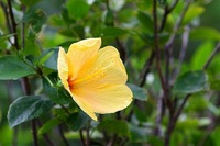 庭の草花 2010/12/07 10:04:20