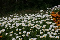 辺野古総合展示会 2011/02/16 08:50:09