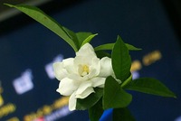 12日　同窓生対抗駅伝大会 2010/12/04 19:14:26