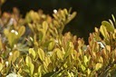 春の息吹