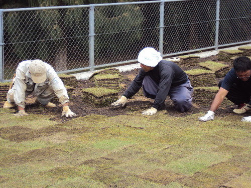 ＜ＢＢＱ広場　芝貼り完了＞宮古島広公路