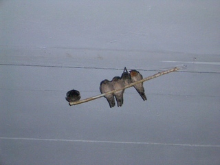 ウンチ