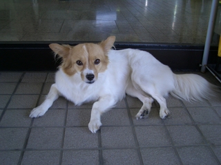 迷い犬