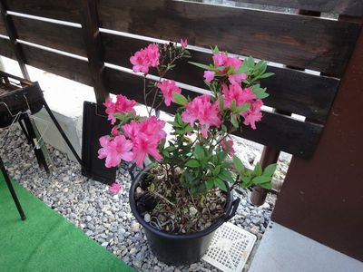 つつじの木Ⅱ