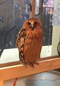 フクロウカフェ LUCKY OWL @大阪