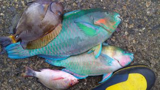 釣り！釣り！釣り！
