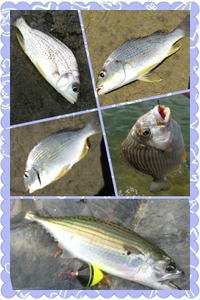 赤野調査!!! 2013/09/14 18:51:39
