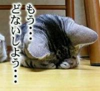 明日のシュノーケルツアー