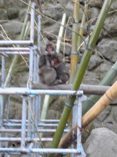 高崎自然動物公園