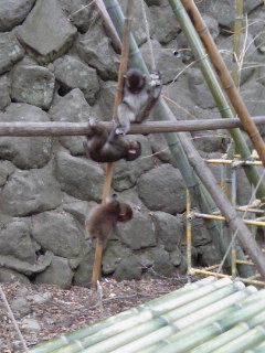 高崎自然動物公園