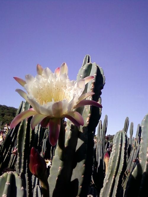 あなたの花