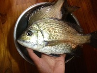 チケットがお魚に化けた 2013/01/27 22:35:38