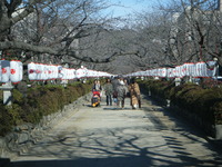 鶴岡八幡宮（つるがおか はちまんぐう） 2011/01/07 22:15:43