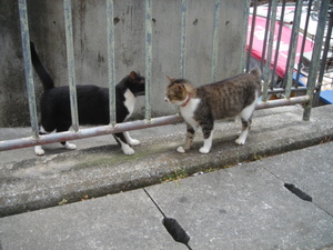 本日は猫日和