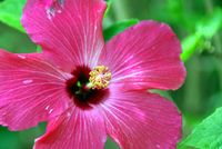 FLOWER_4
