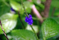 FLOWER_4