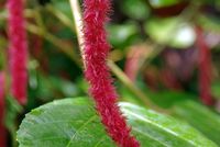 FLOWER_4