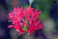 FLOWER_4